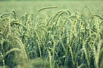 Ears of corn in a ripe field of spelt before harvest