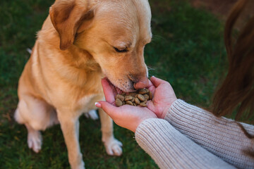 A young girl student is petting and feeding and playing with her pet dog labrador in backyard 