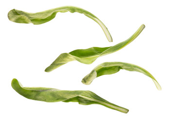 green leaves from a flower in different angles on a white isolated background.