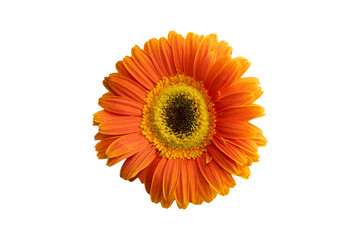 orange flower from above on a white isolated background. - Powered by Adobe