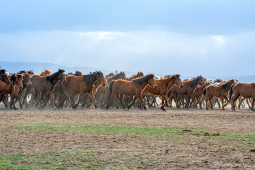 Naklejka na ściany i meble Wild horses (aka Yılkı Atları) are running to freedom. Taken near Hürmetci Village, between Cappadocia and Kayseri, Turkey.