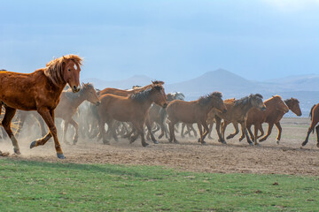 Fototapeta premium Wild horses (aka Yılkı Atları) are running to freedom. Taken near Hürmetci Village, between Cappadocia and Kayseri, Turkey.