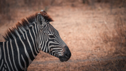 Portrait photograph of the head of a wild zebra in the Serengeti savannah plain (Africa)