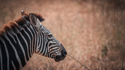 Portrait photograph of the head of a wild zebra in the Serengeti savannah plain (Africa)