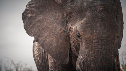 Obraz premium Close detail of the face and gaze of a wild elephant from the Serengeti plain, Tanzania, Africa