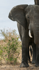 Fototapeta na wymiar Close detail of the face and gaze of a wild elephant from the Serengeti plain, Tanzania, Africa