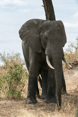 Fototapeta na wymiar Close detail of the face and gaze of a wild elephant from the Serengeti plain, Tanzania, Africa