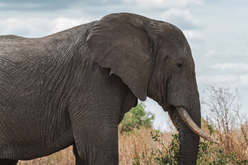 Obraz na płótnie Canvas Close detail of the face and gaze of a wild elephant from the Serengeti plain, Tanzania, Africa