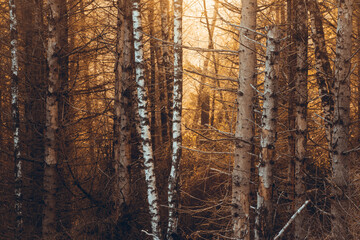 Birken und Fichten bei Sonnenuntergang im Harz Wald