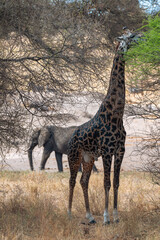 One wild giraffe eating, with an elephant in the background, in the Serengeti savannah plain, Tanzania, Africa