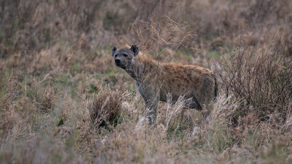 Wild hyena hunting, camouflaged in the undergrowth in Serengeti, Tanzania, Africa