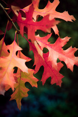 Fototapeta premium selective focus on some reddish colored tree leaves