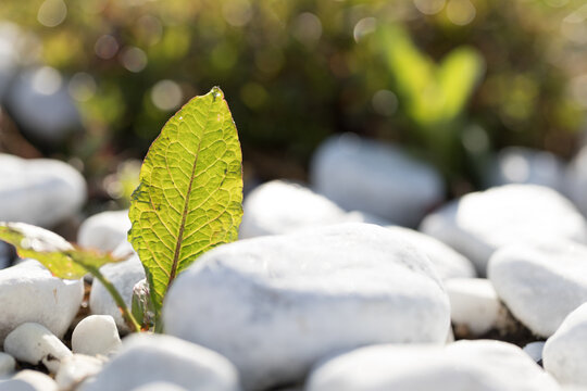 The Power Of Nature Symbolized By A Green Leaf Breaking Through A Stone Ceiling