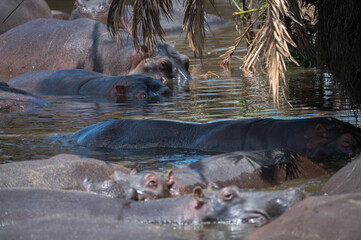 Large group of wild hippos sleeping with their heads above water in the Serengeti, Tanzania.