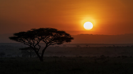 Sunset on the plain of the Serengeti savannah with the silhouette of the baobabs
