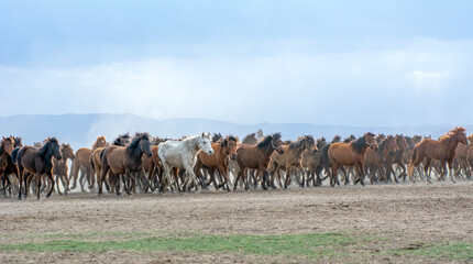 Wild horses (aka Yılkı Atları) are running to freedom. Taken near Hürmetci Village, between Cappadocia and Kayseri, Turkey.

