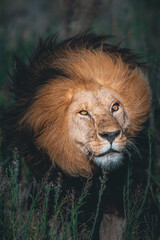 Wild male lion shaking into the undergrowth in the plain of the Serengeti savannah