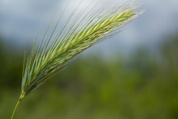 small spike of grass. sunny day.