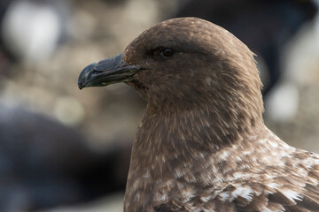 Southern Skua (Stercorarius antarcticus)