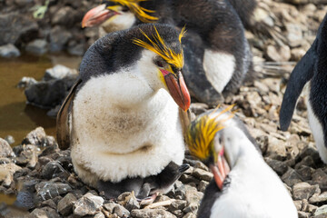 Royal Penguins (Eudyptes schlegeli)
