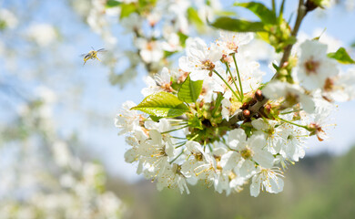 spring cherry flower with bee in macro format with bright blue sky on a sunny day