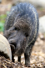 Sanglier (Sus scrofa), également connu sous le nom de sanglier commun