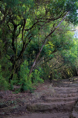 Beautiful green enchanted forest. Ancient woods. Magical teal rain forest. 