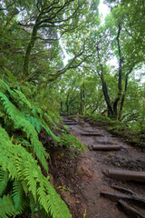 Beautiful green enchanted forest. Ancient woods. Magical teal rain forest. 