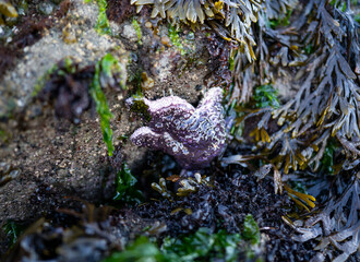 Purple Starfish on coral reef in low tide pacific ocean in Olympic National Park landscape 