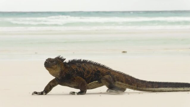 Galapagos Islands. Marine Iguana walking on Tortuga bay. Male Marine iguana on beach on Santa Cruz Island, Galapagos Islands. Animals, wildlife and beautiful nature landscape in Ecuador, South America