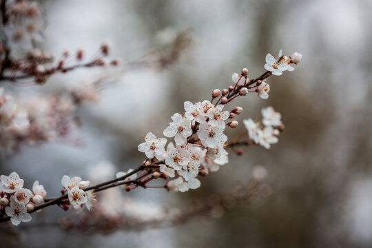 Early spring blossom on a blackthorn shrub