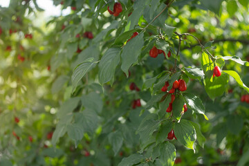 Cornus mas (cornel, Cornelian cherry, European cornel, Cornelian cherry dogwood), on a blurred background of greenery on a sunny day. Shallow depth of field