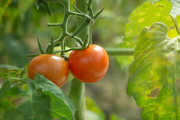 ripe and unripe red tomatoes on a blurred background of lush greenery Closeup