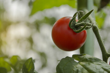 ripe red tomato in the organic garden Selective focus Closeup