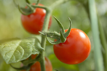 ripe red tomatoes in the organic garden on a blurred background of lush greenery on a sunny day.