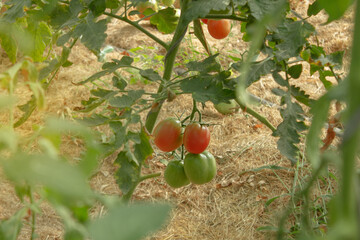 Ripe red tomatoes in the organic garden beds on a sunny day. Natural farm products, Selective focus Closeup