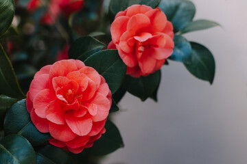 Beautiful pink Camellia flowerx in a garden.