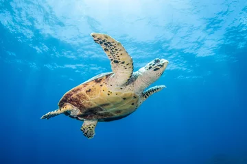 Zelfklevend Fotobehang Hawksbill sea turtle, reef life of French Polynesia © Tropicalens