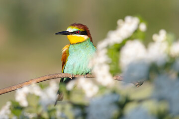 beautiful wild bird among a flowering tree