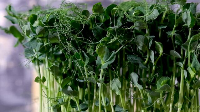 Top view group pea microgreens rotation. Green plants pisum germination. Juicy young sprouts in containers. Germination of beanstalk crop seeds. Healthy nutrition and organic food. High quality FullHD