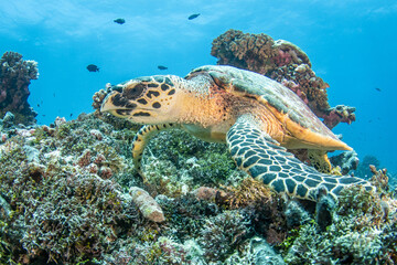 Obraz na płótnie Canvas Hawksbill sea turtle, reef life of French Polynesia