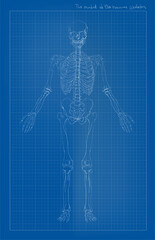 Anatomy of human skeleton, front view,  drawn on a blue paper