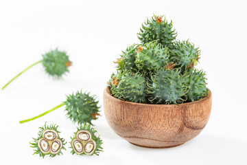 Ricinus communis - Fruits Of The Higuerilla Plant From Which Castor Oil Is Extracted