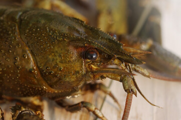 Live crayfish on a wooden white surface of a table, soft focus, closeup.