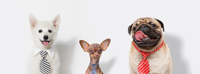 A comical portrait of dogs working in the office. Free space for text. Funny calendar wallpapers.
