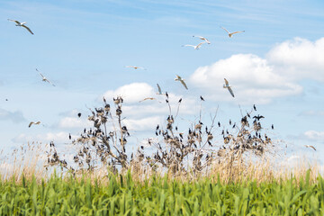 colony of birds on a dried tree