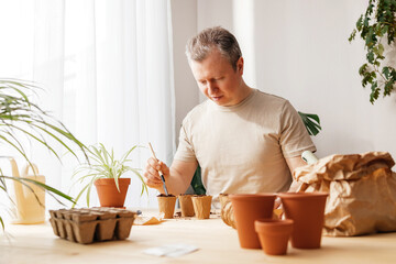 The process of planting tomato seeds in peat environmental cups. The gardener man pours the ground....
