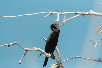 cormorant sits on a dry branch