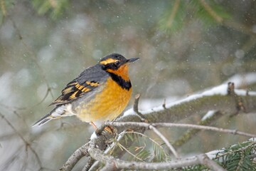 Male varied thrush on a branch.