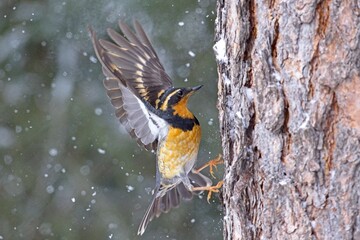 Varied thrush on side of tree flaps its wings.